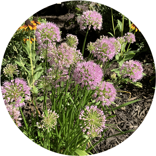 Several purple-pink Allium blooms.